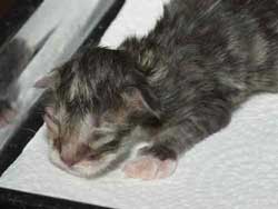Ivory on Day One - 12th July 2006