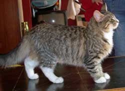 Alvenkatt Liddith, known as Liddith