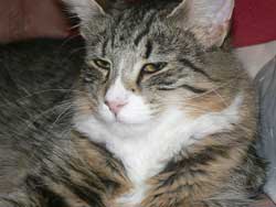 Liddith 3