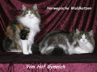 Link to Vom Hof Gymnich Norwegian Forest Cats