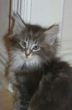 Socs at 8 Weeks - 8th January 2007