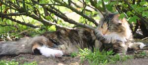 Vivien resting in the shade - 24th April 2006
